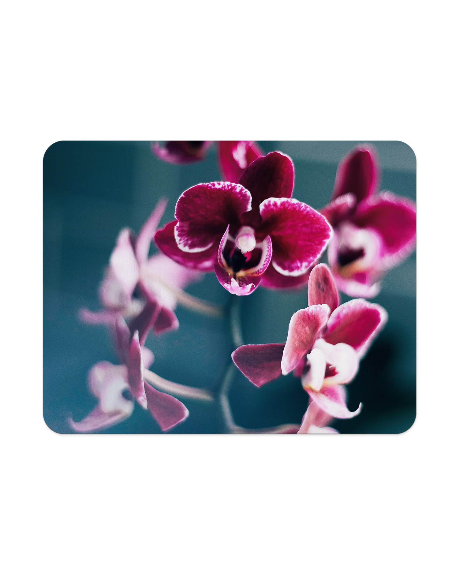 Orchid Mouse Pad from Top